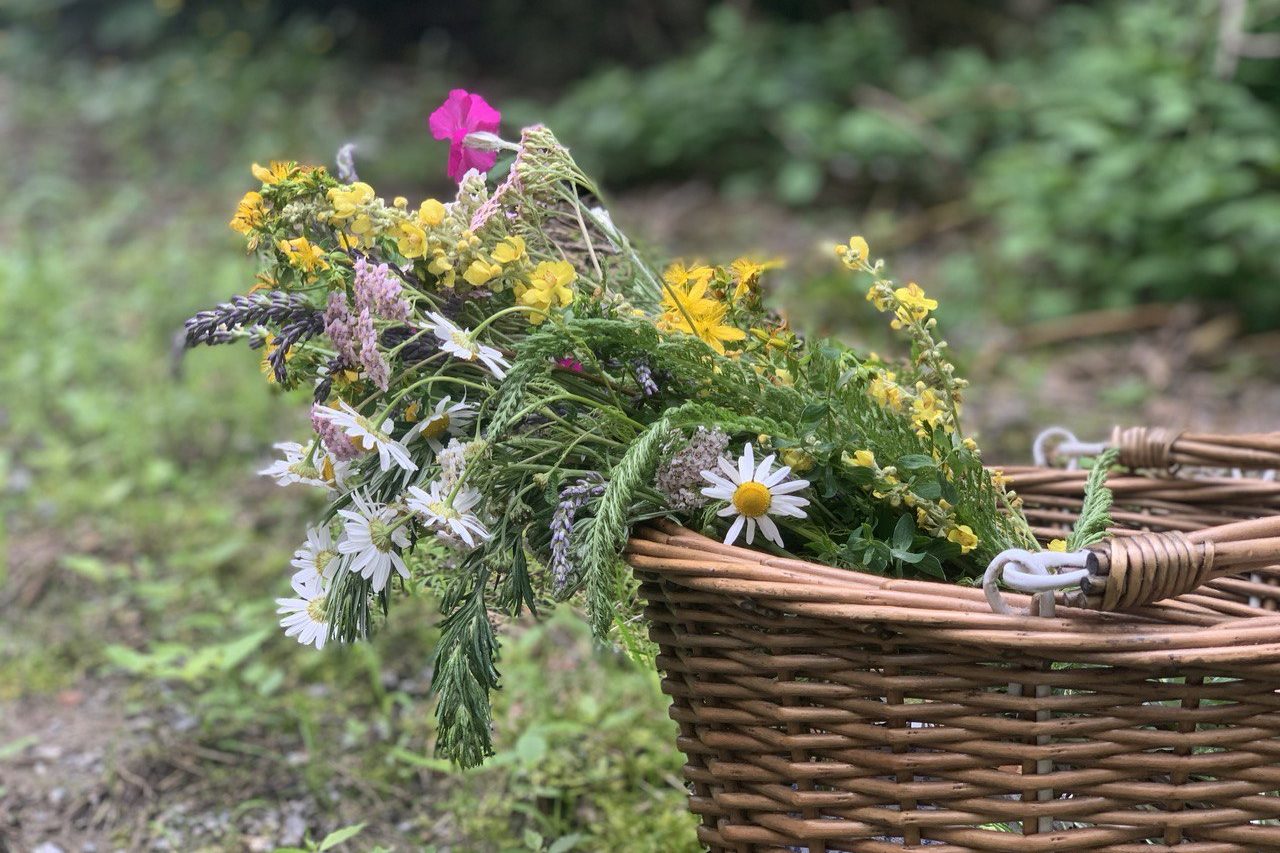 pflanzen-im-korb.jpg Philipp Phildius - Heilpraktiker für Homöopathie in Berlin-Charlottenburg