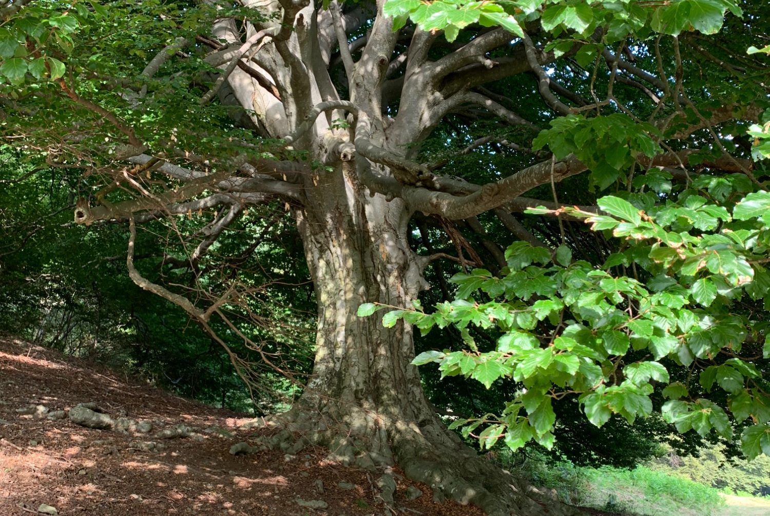 wurzel-baum-heilpraktiker-charlottenburg.jpg Philipp Phildius - Heilpraktiker für Homöopathie in Berlin-Charlottenburg